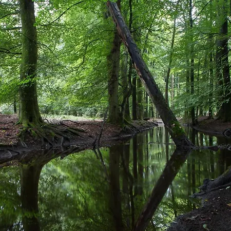 De Zwaan Han/Misafirhane