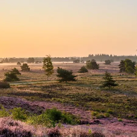 אורחן De Zwaan *