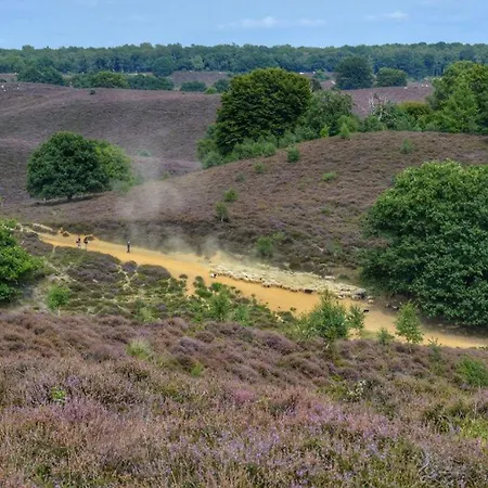 De Zwaan אורחן *