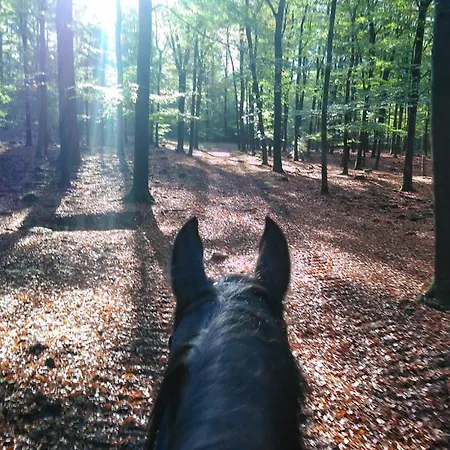 De Zwaan אורחן *